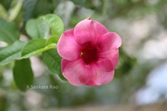 Allamanda blanchetii